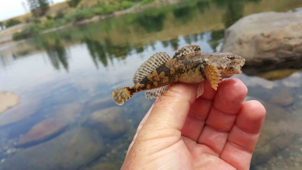 A common river species, Torrent Sculpin (Cottus rhotheus) are known to eat other sculpins