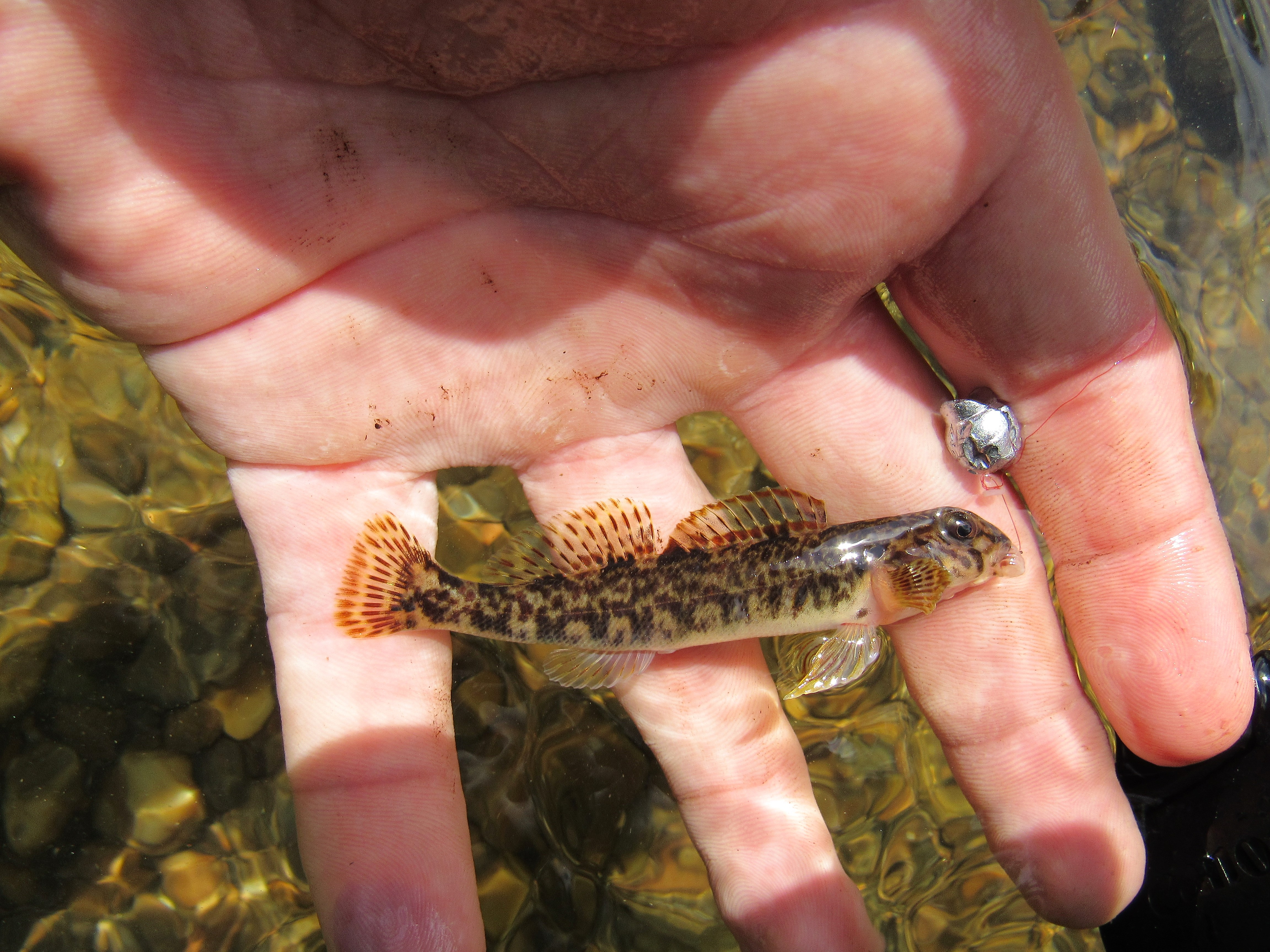 This is Micro-Fishing: Big Interest in Tiny Fish - Game & Fish
